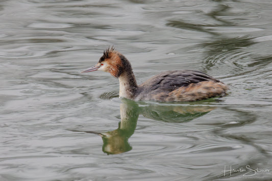 The Grebe and the Riverlight – A Tale Between Rain and Wings